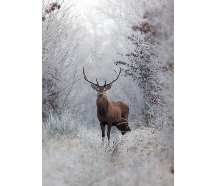 Red Deer